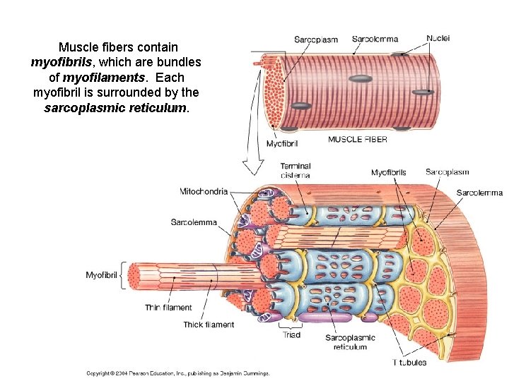 Muscle fibers contain myofibrils, which are bundles of myofilaments. Each myofibril is surrounded by