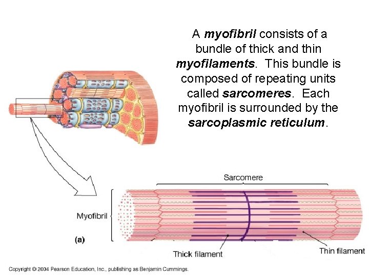 A myofibril consists of a bundle of thick and thin myofilaments. This bundle is