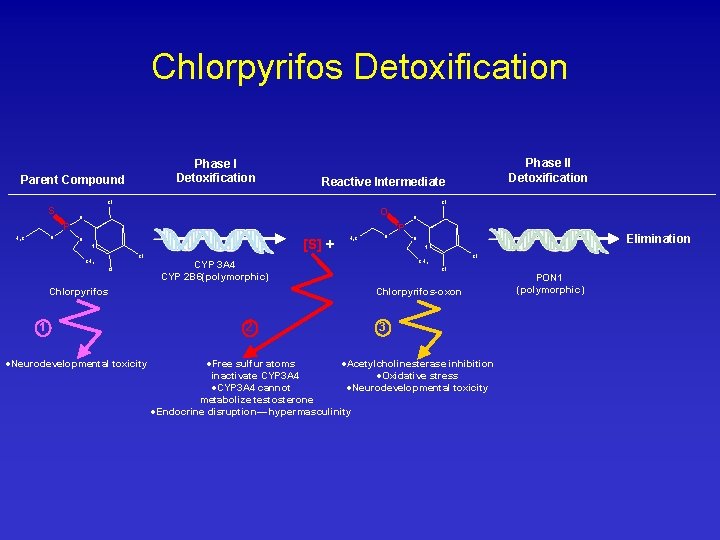 Chlorpyrifos Detoxification Phase I Detoxification Parent Compound Reactive Intermediate CI CI S O O Chlorpyrifos Detoxification Phase I Detoxification Parent Compound Reactive Intermediate CI CI S O O
