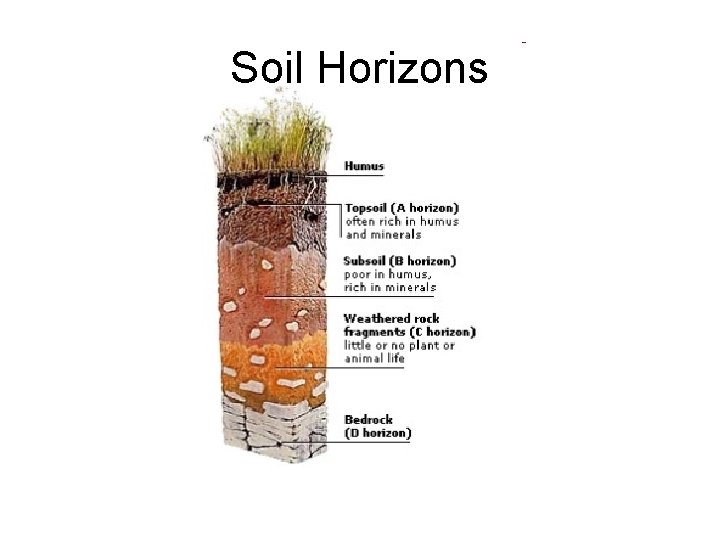 Soil Horizons 