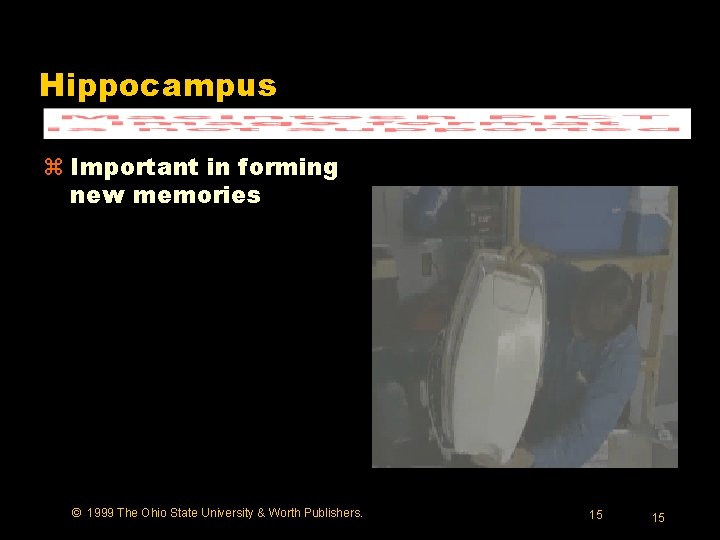 Hippocampus z Important in forming new memories © 1999 The Ohio State University &