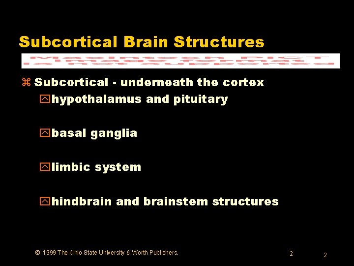 Subcortical Brain Structures z Subcortical - underneath the cortex yhypothalamus and pituitary ybasal ganglia