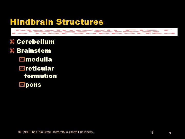 Hindbrain Structures z Cerebellum z Brainstem ymedulla yreticular formation ypons © 1999 The Ohio