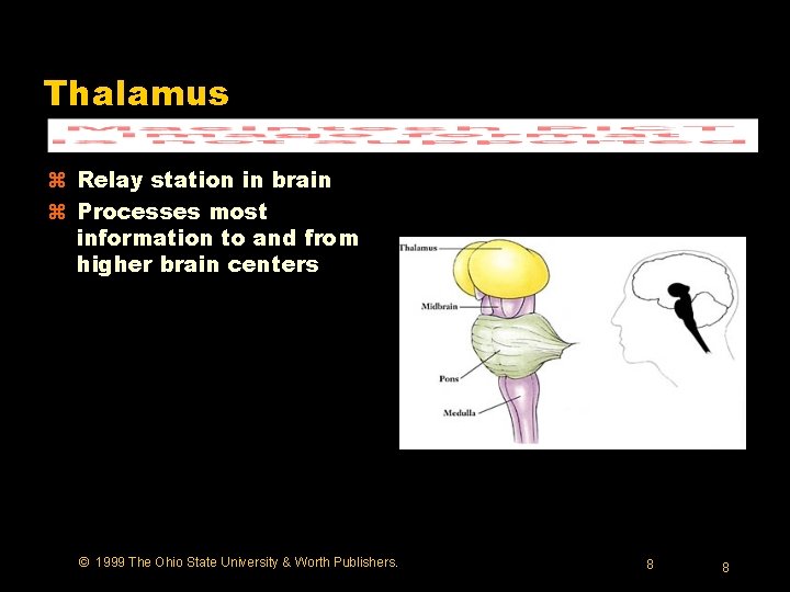 Thalamus z Relay station in brain z Processes most information to and from higher