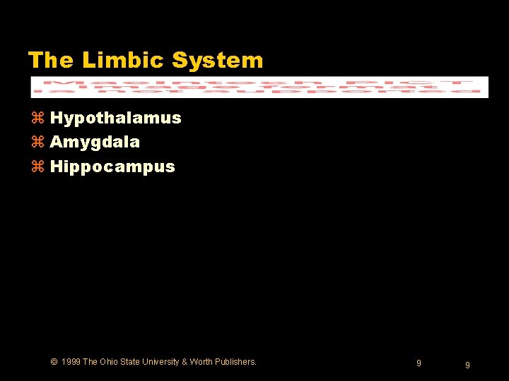 The Limbic System z Hypothalamus z Amygdala z Hippocampus © 1999 The Ohio State