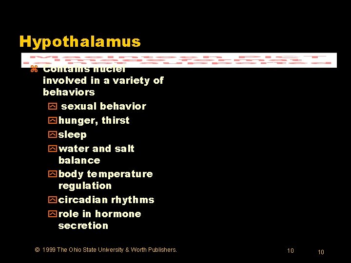 Hypothalamus z Contains nuclei involved in a variety of behaviors y sexual behavior y