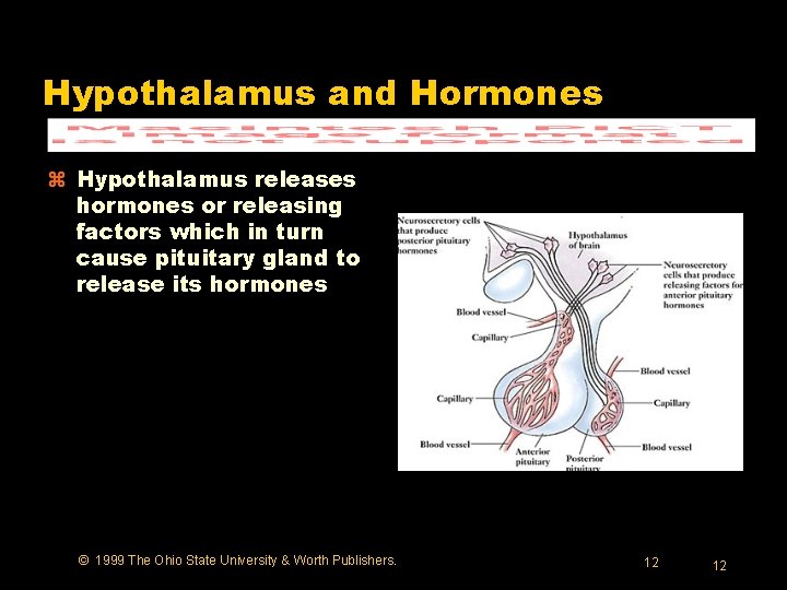 Hypothalamus and Hormones z Hypothalamus releases hormones or releasing factors which in turn cause