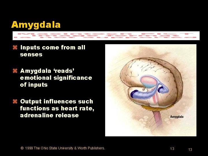 Amygdala z Inputs come from all senses z Amygdala ‘reads’ emotional significance of inputs