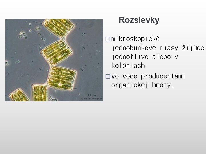 Rozsievky � mikroskopické jednobunkové riasy žijúce jednotlivo alebo v kolóniach � vo vode producentami