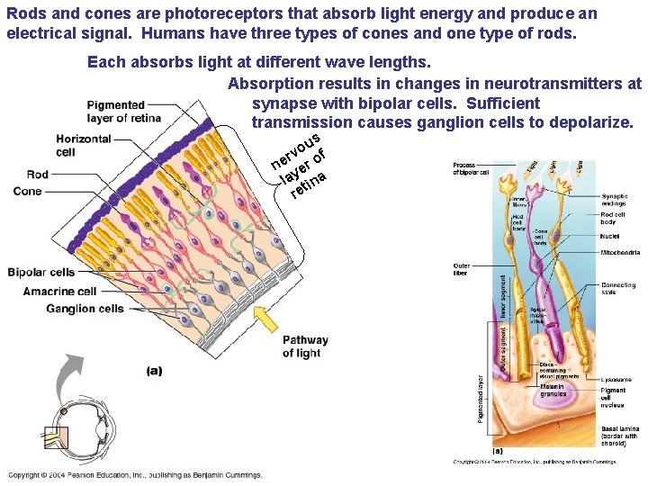 Rods and cones are photoreceptors that absorb light energy and produce an electrical signal.