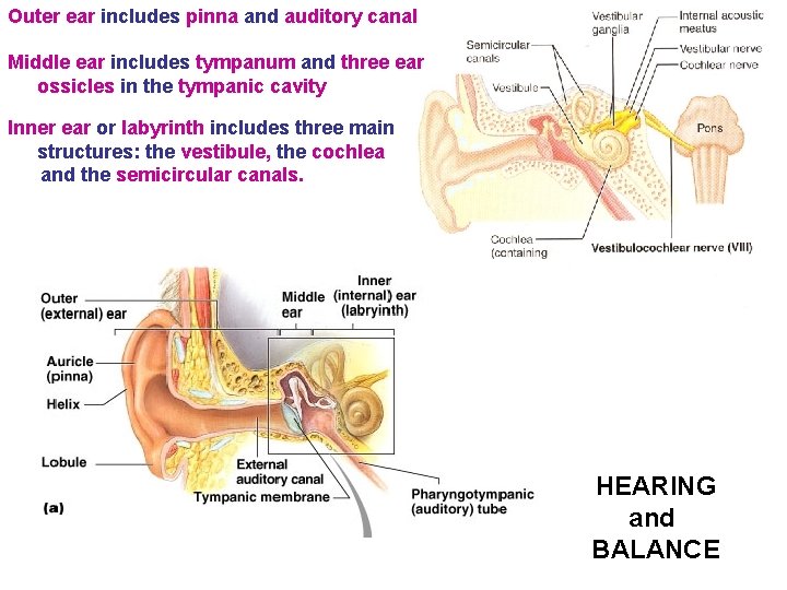 Outer ear includes pinna and auditory canal Middle ear includes tympanum and three ear