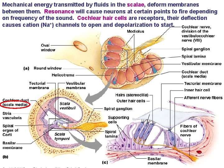 Mechanical energy transmitted by fluids in the scalae, deform membranes between them. Resonance will