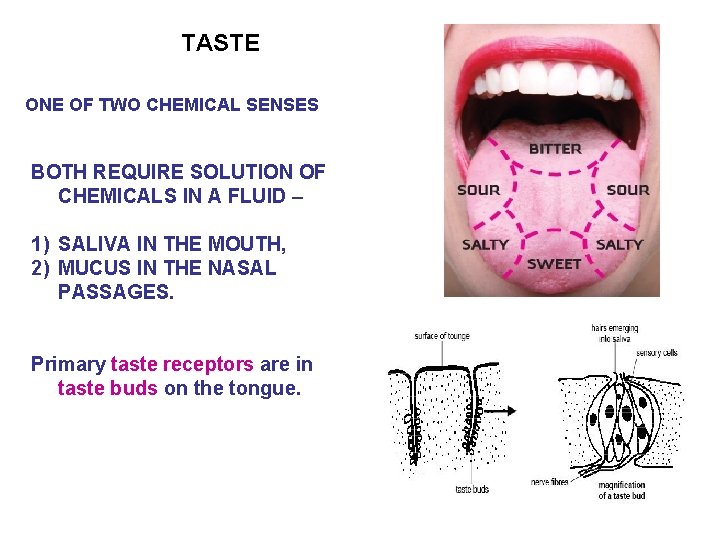 TASTE ONE OF TWO CHEMICAL SENSES BOTH REQUIRE SOLUTION OF CHEMICALS IN A FLUID