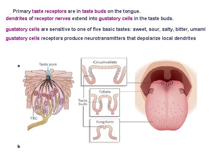 Primary taste receptors are in taste buds on the tongue. dendrites of receptor nerves