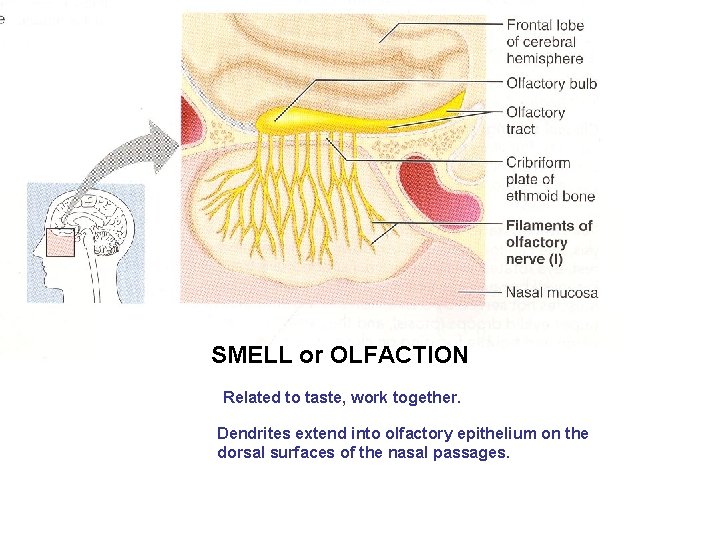 SMELL or OLFACTION Related to taste, work together. Dendrites extend into olfactory epithelium on
