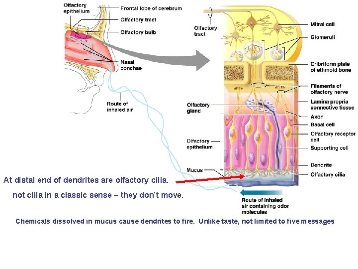 At distal end of dendrites are olfactory cilia. not cilia in a classic sense