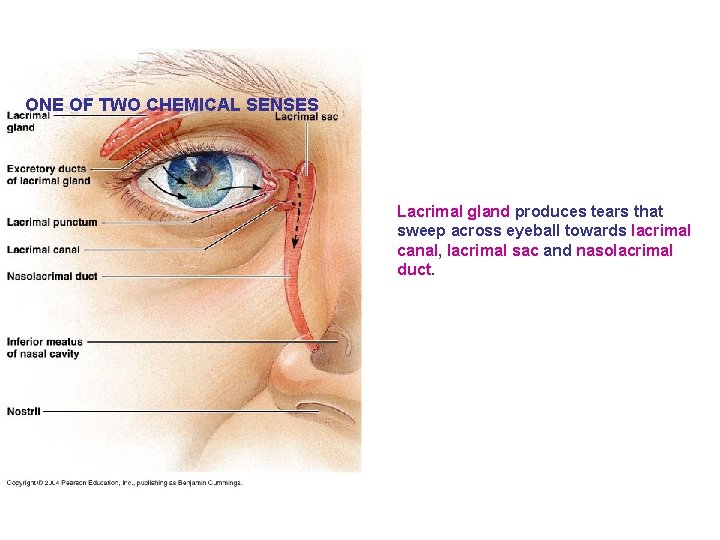 ONE OF TWO CHEMICAL SENSES Lacrimal gland produces tears that sweep across eyeball towards