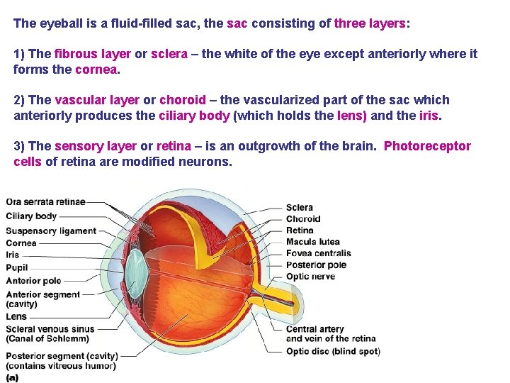 The eyeball is a fluid-filled sac, the sac consisting of three layers: 1) The