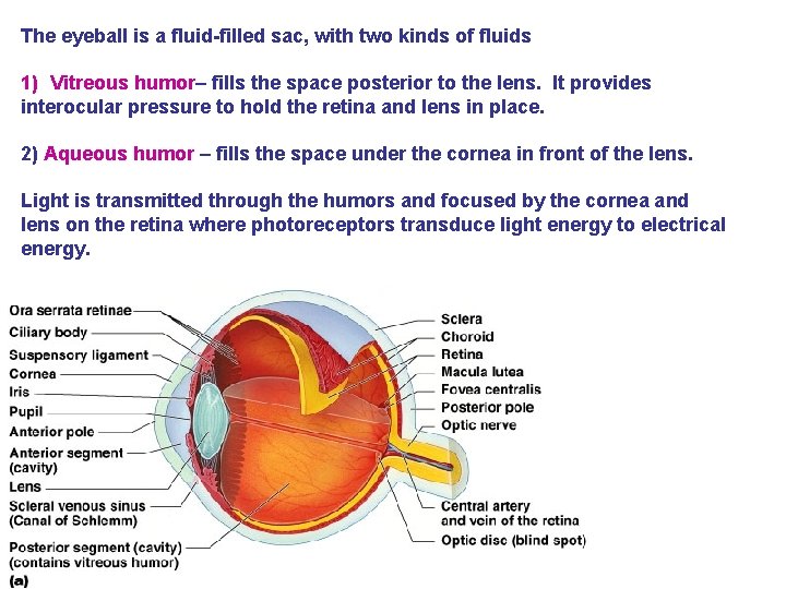 The eyeball is a fluid-filled sac, with two kinds of fluids 1) Vitreous humor–