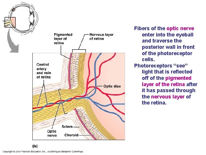 Fibers of the optic nerve enter into the eyeball and traverse the posterior wall