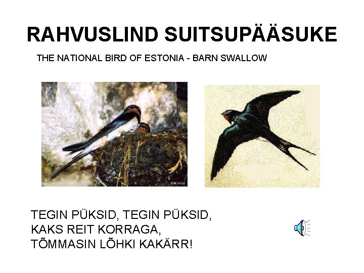 RAHVUSLIND SUITSUPÄÄSUKE THE NATIONAL BIRD OF ESTONIA - BARN SWALLOW TEGIN PÜKSID, KAKS REIT