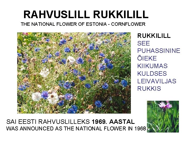 RAHVUSLILL RUKKILILL THE NATIONAL FLOWER OF ESTONIA - CORNFLOWER RUKKILILL SEE PUHASSININE ÕIEKE KIIKUMAS