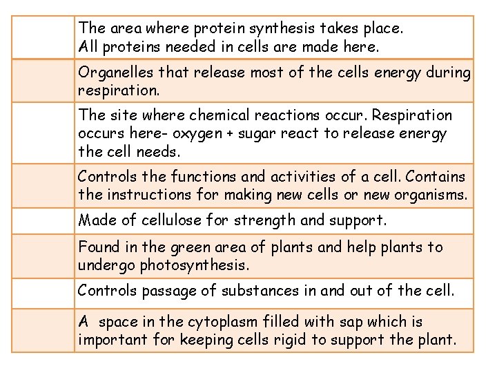 The area where protein synthesis takes place. All proteins needed in cells are made
