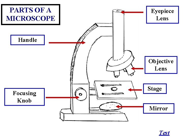 PARTS OF A MICROSCOPE Eyepiece Lens Handle Objective Lens Focusing Knob Stage Mirror Test