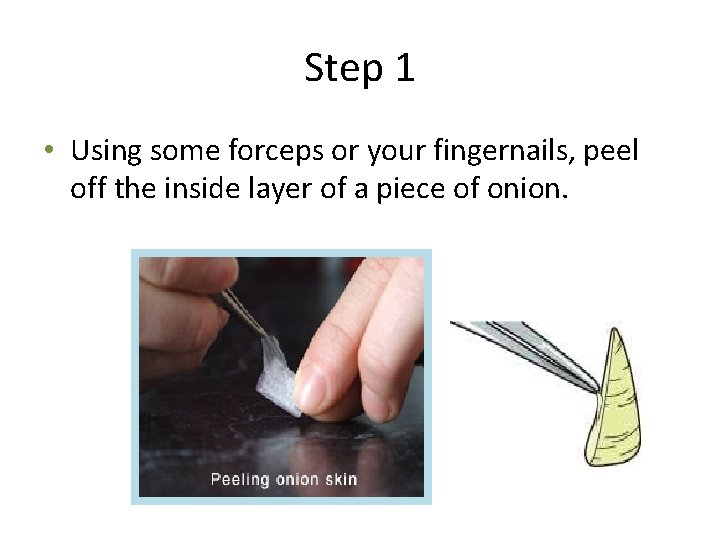 Step 1 • Using some forceps or your fingernails, peel off the inside layer