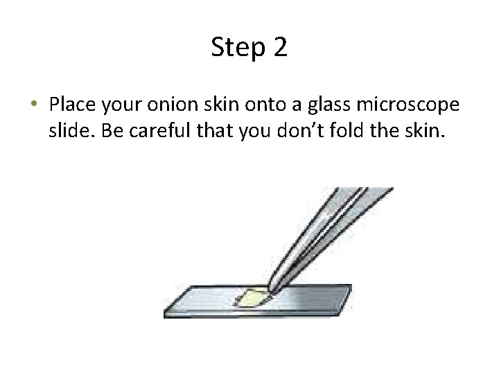 Step 2 • Place your onion skin onto a glass microscope slide. Be careful