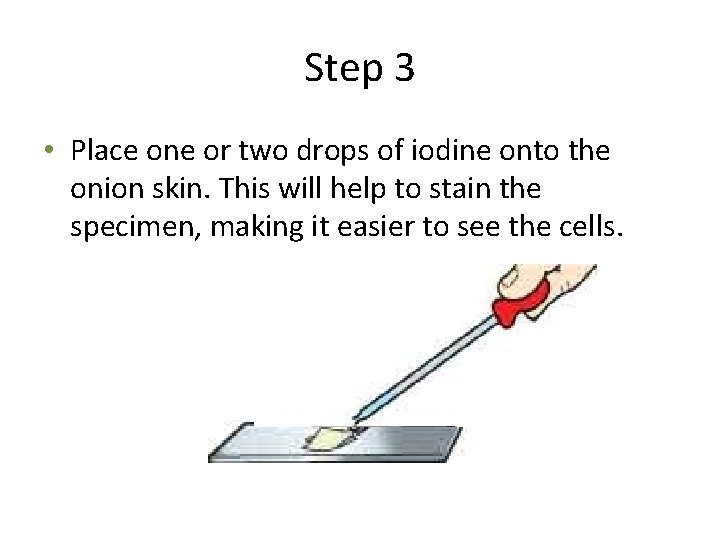 Step 3 • Place one or two drops of iodine onto the onion skin.