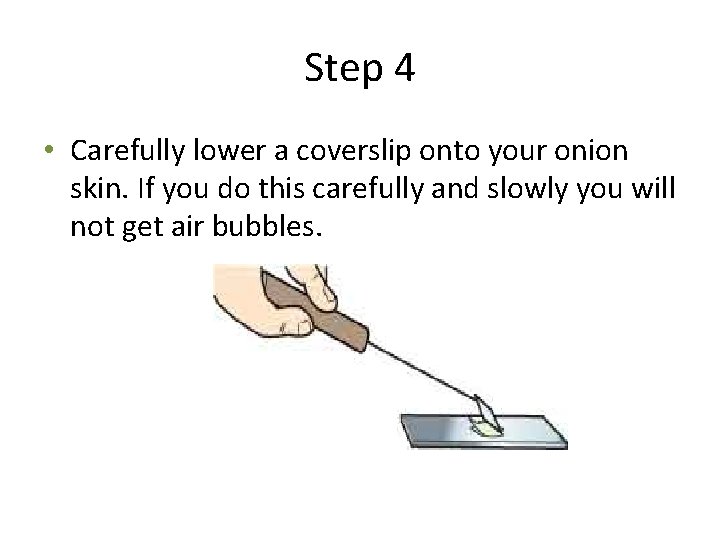 Step 4 • Carefully lower a coverslip onto your onion skin. If you do