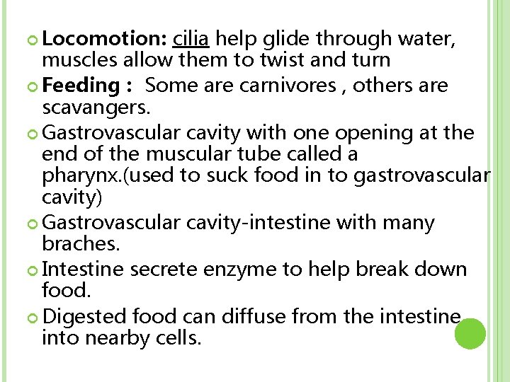  Locomotion: cilia help glide through water, muscles allow them to twist and turn