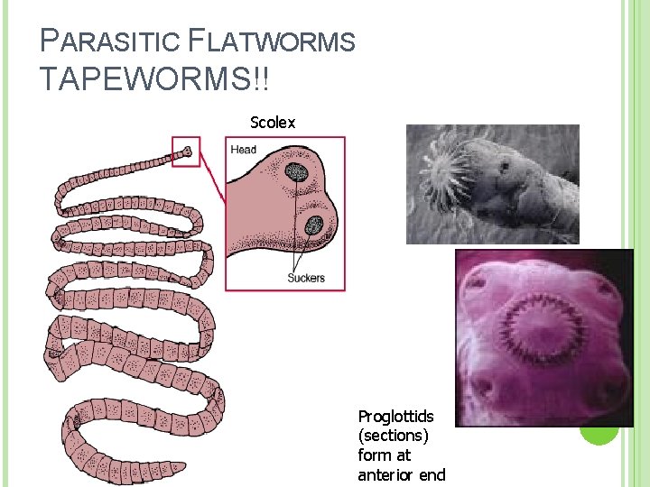 PARASITIC FLATWORMS TAPEWORMS!! Scolex Proglottids (sections) form at anterior end 