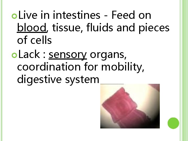  Live in intestines - Feed on blood, tissue, fluids and pieces of cells