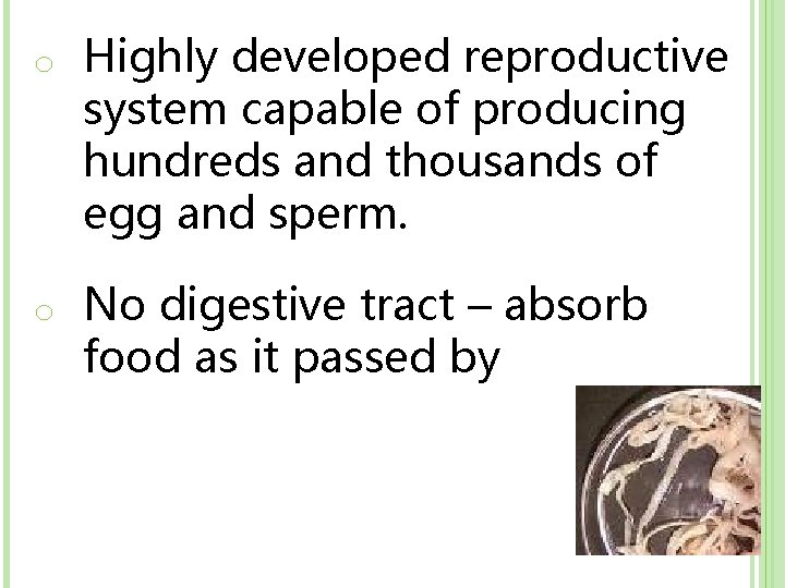 o Highly developed reproductive system capable of producing hundreds and thousands of egg and