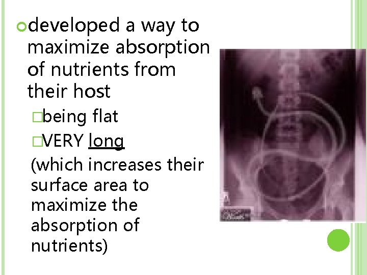  developed a way to maximize absorption of nutrients from their host �being flat