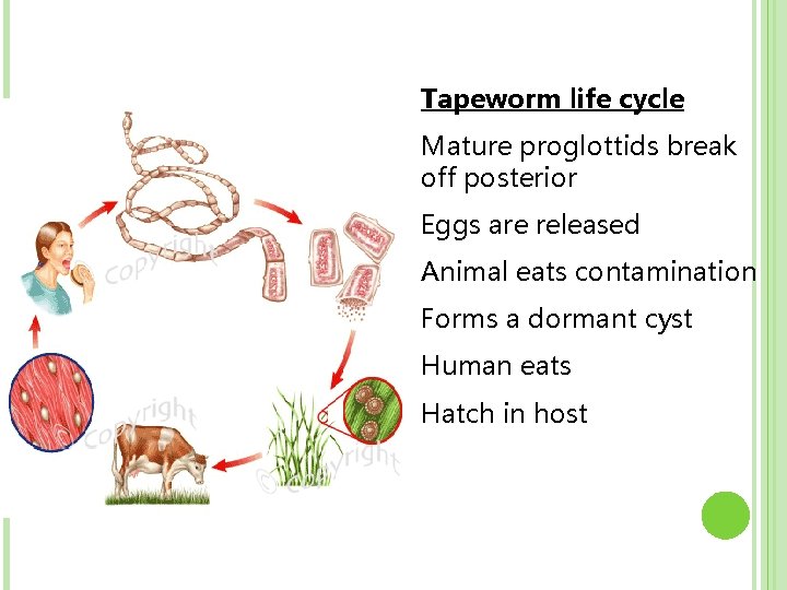 Tapeworm life cycle Mature proglottids break off posterior Eggs are released Animal eats contamination