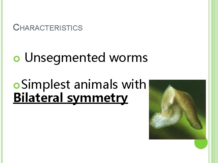 CHARACTERISTICS Unsegmented worms Simplest animals with Bilateral symmetry 