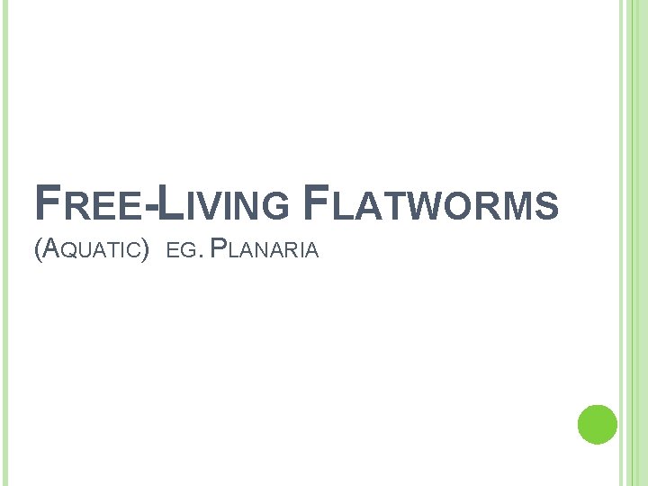 FREE-LIVING FLATWORMS (AQUATIC) EG. PLANARIA 