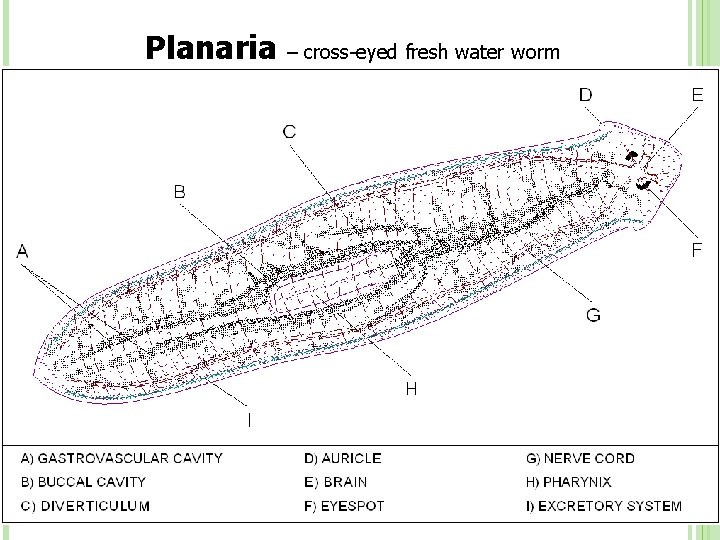 Planaria – cross-eyed fresh water worm 