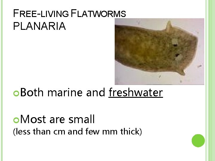 FREE-LIVING FLATWORMS PLANARIA Both marine and freshwater Most are small (less than cm and