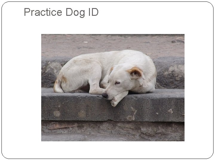 Practice Dog ID 