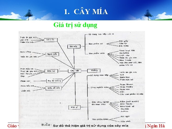 1. C Y MÍA Giá trị sử dụng Giáo viên hướng dẫn Hồ Thị