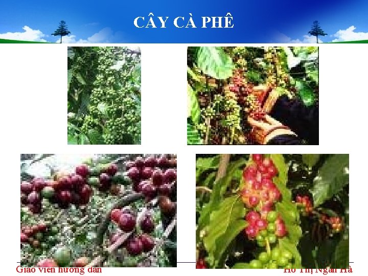 C Y CÀ PHÊ Giáo viên hướng dẫn Hồ Thị Ngân Hà C Y CÀ PHÊ Giáo viên hướng dẫn Hồ Thị Ngân Hà