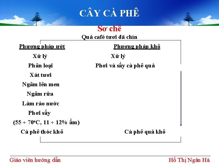 C Y CÀ PHÊ Sơ chế Quả café tươi đã chín Phương pháp ướt