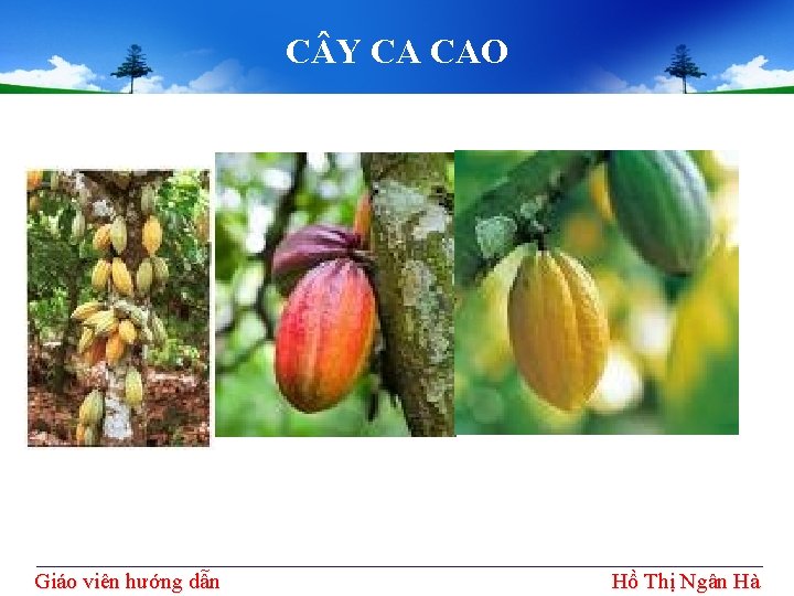 C Y CA CAO Giáo viên hướng dẫn Hồ Thị Ngân Hà 