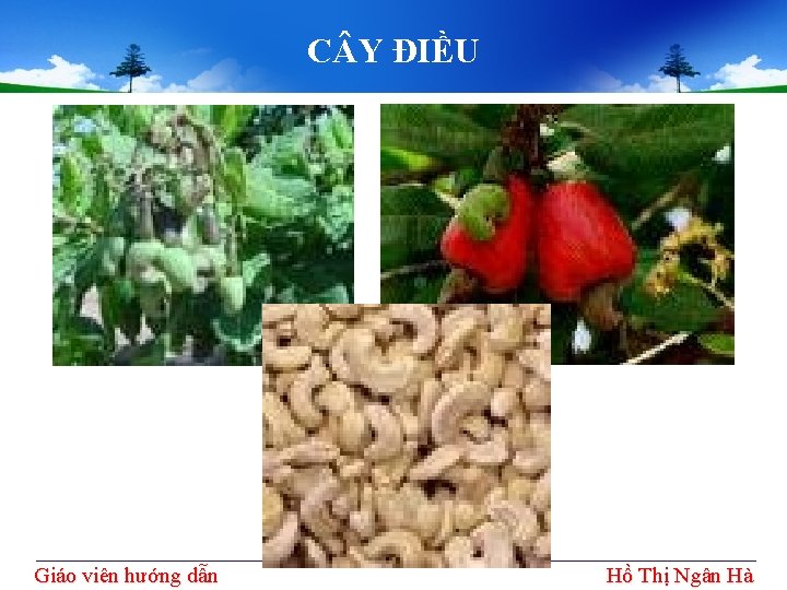 C Y ĐIỀU Giáo viên hướng dẫn Hồ Thị Ngân Hà 