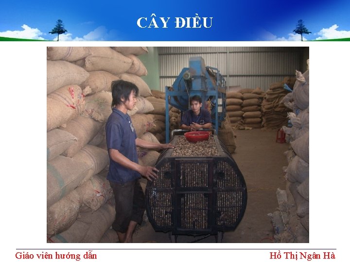 C Y ĐIỀU Giáo viên hướng dẫn Hồ Thị Ngân Hà 