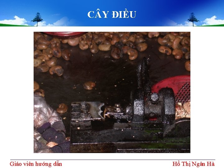 C Y ĐIỀU Giáo viên hướng dẫn Hồ Thị Ngân Hà C Y ĐIỀU Giáo viên hướng dẫn Hồ Thị Ngân Hà